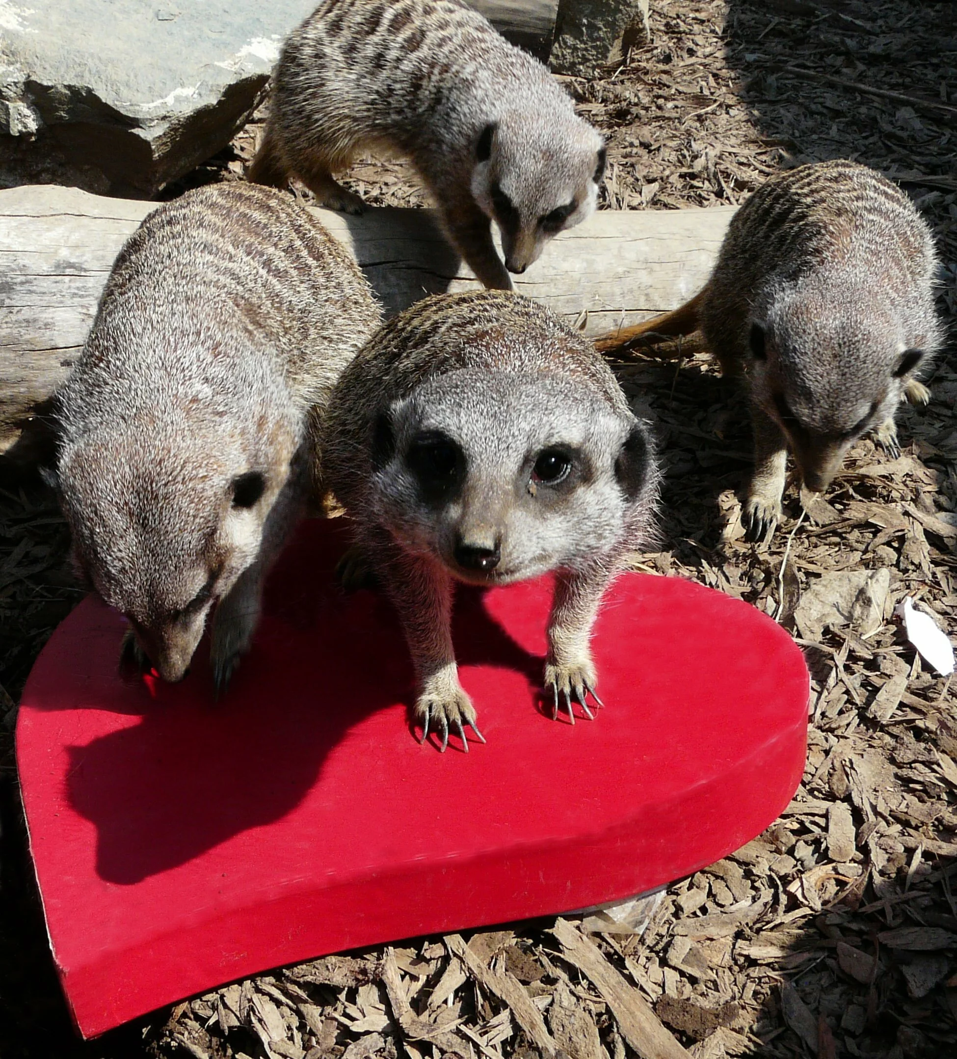 meerkats at trotters world